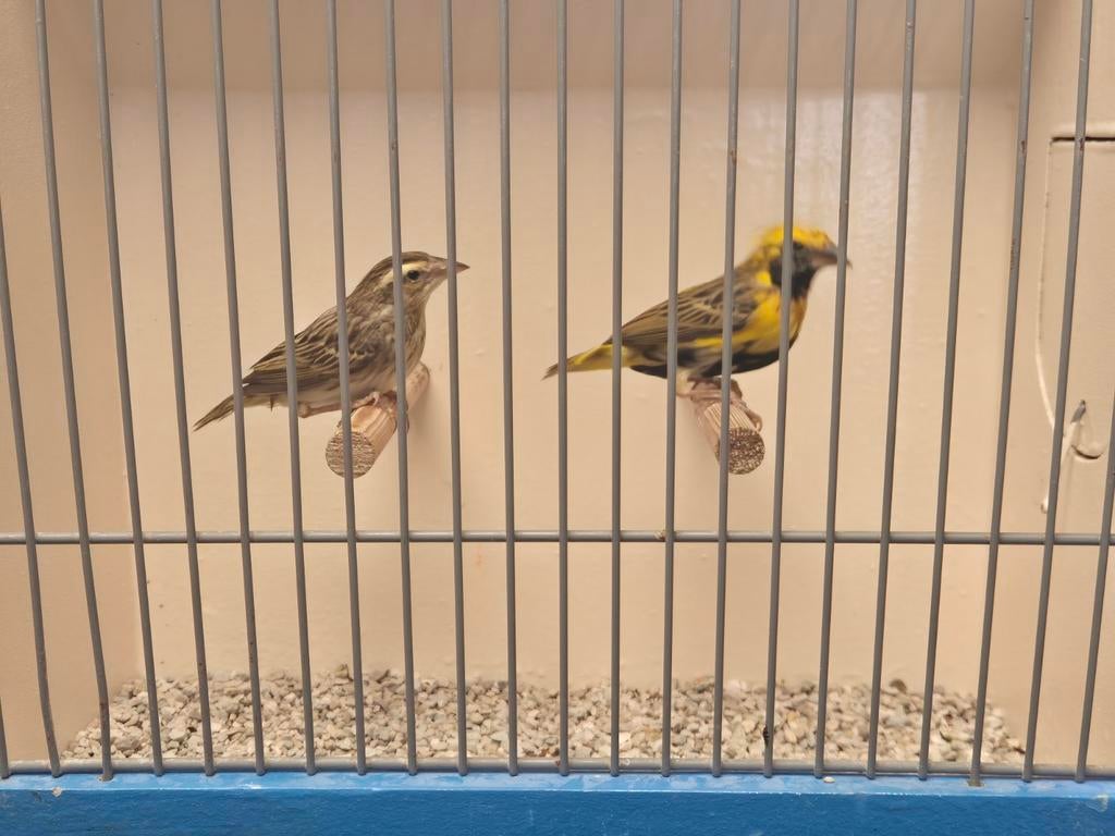 Koppel Napoleon Wevers, Dieren en Toebehoren, Vogels | Overige Vogels, Meerdere dieren