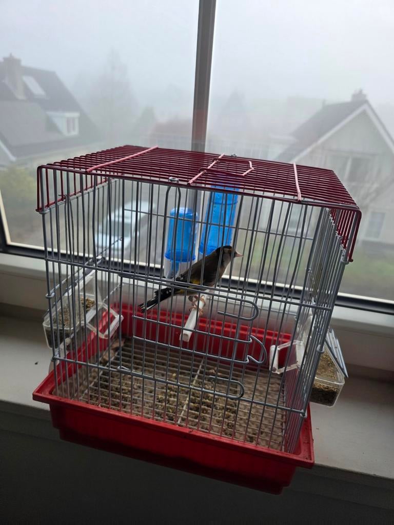 Parva putter, Dieren en Toebehoren, Mannelijk, Wildzangvogel, Geringd