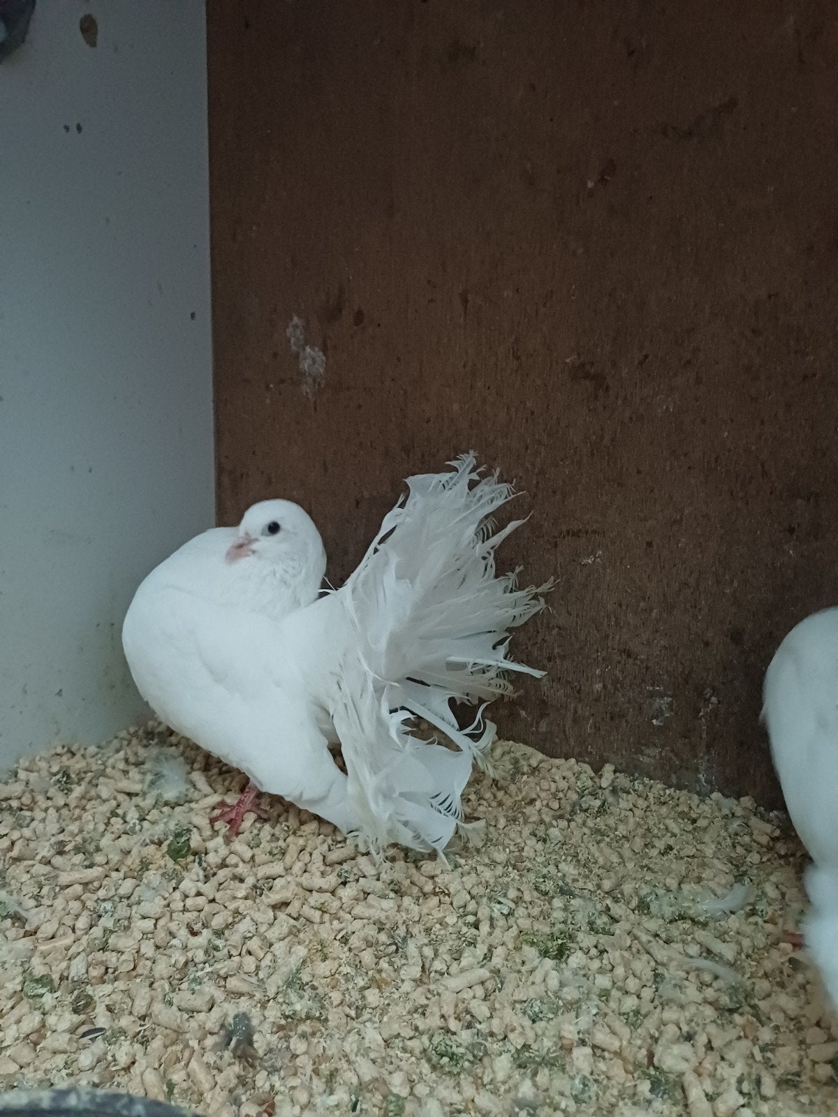 pauwstaart doffer €5, Dieren en Toebehoren, Mannelijk, Kropper