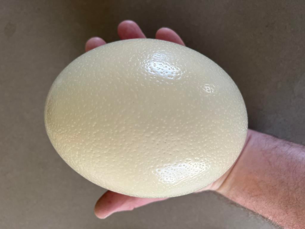Struisvogelei leeg of consumptie onbevrucht struisvogel ei, Ophalen of Verzenden