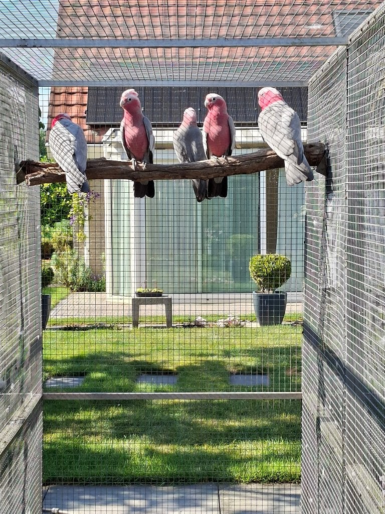 Rosé Kaketoe, Meerdere dieren, Papegaai, Geringd
