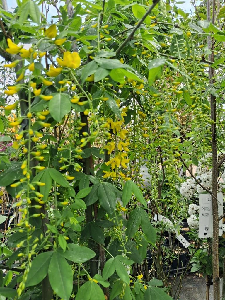 Gouden Regen (Laburnum watereri 'Vossii') - Prachtige, Lente, 250 tot 400 cm, Volle zon, In pot