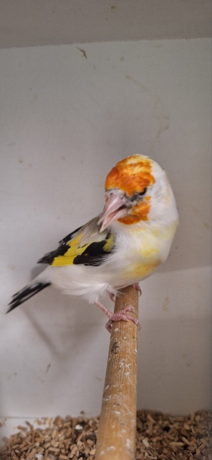 mooie Majoor Putters koppel  en losse man goed geringd, Dieren en Toebehoren, Meerdere dieren, Wildzangvogel, Geringd