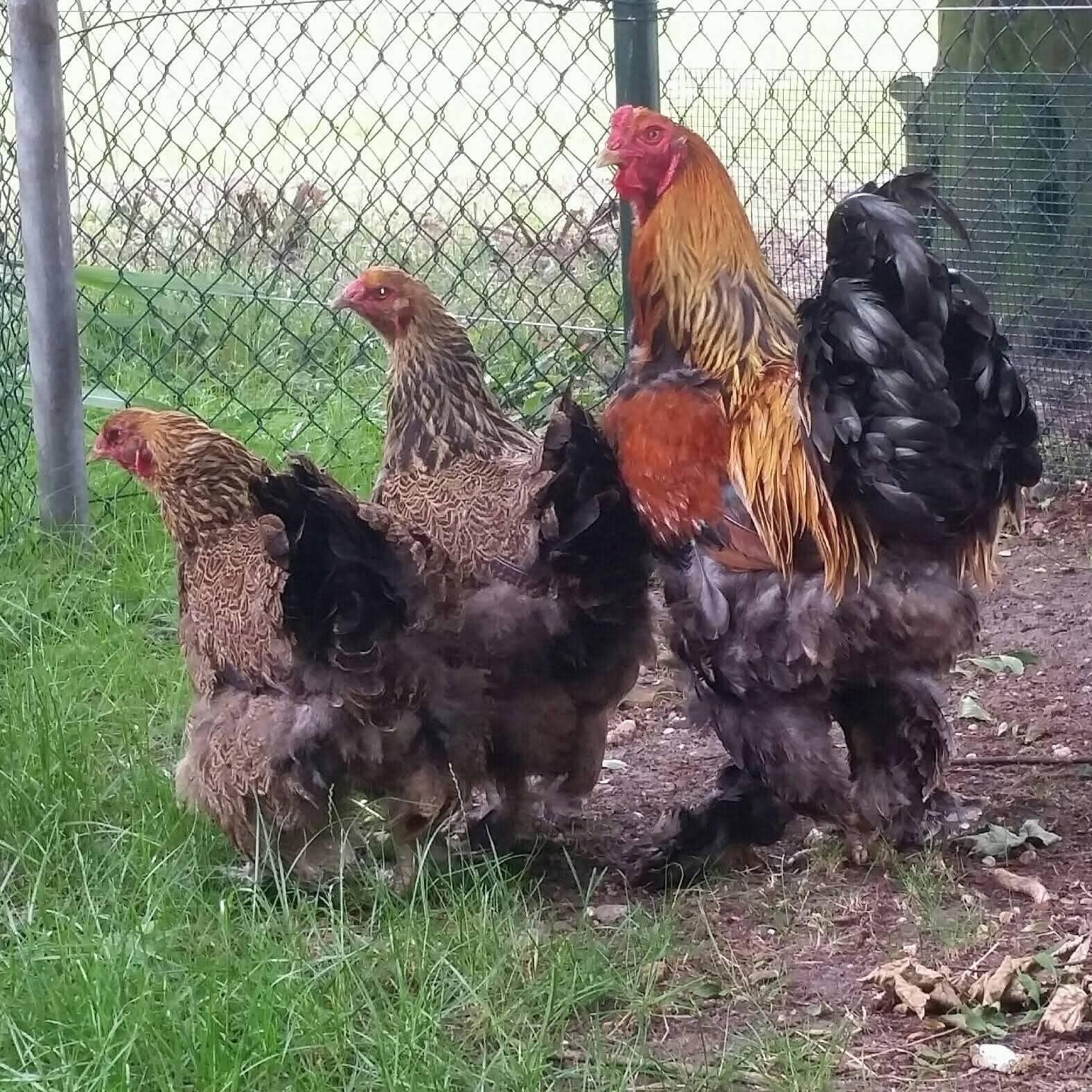 trio brahama kippen groot, Meerdere dieren, Kip
