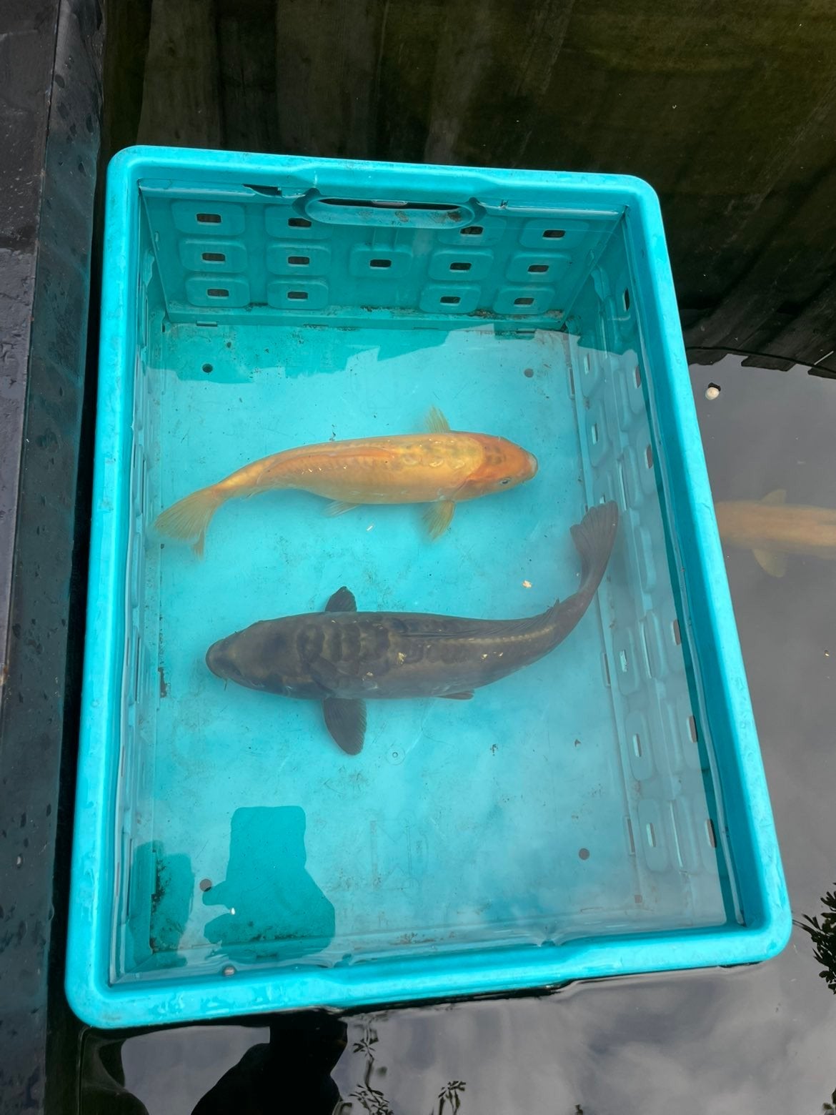 koikarpers, Dieren en Toebehoren