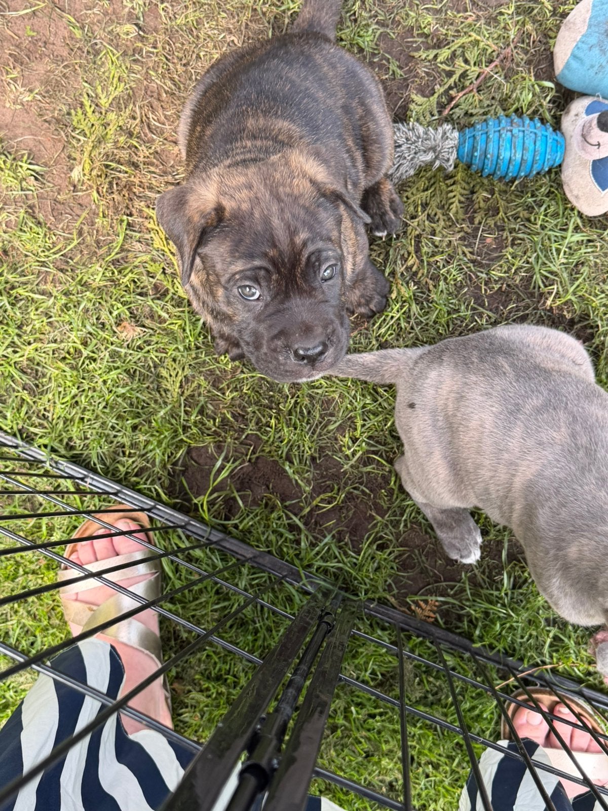 Cane corso reutje bijna 8 week oud donderdag mag  hij weg 😊, Reu, 8 tot 15 weken, Groot, Eén hond