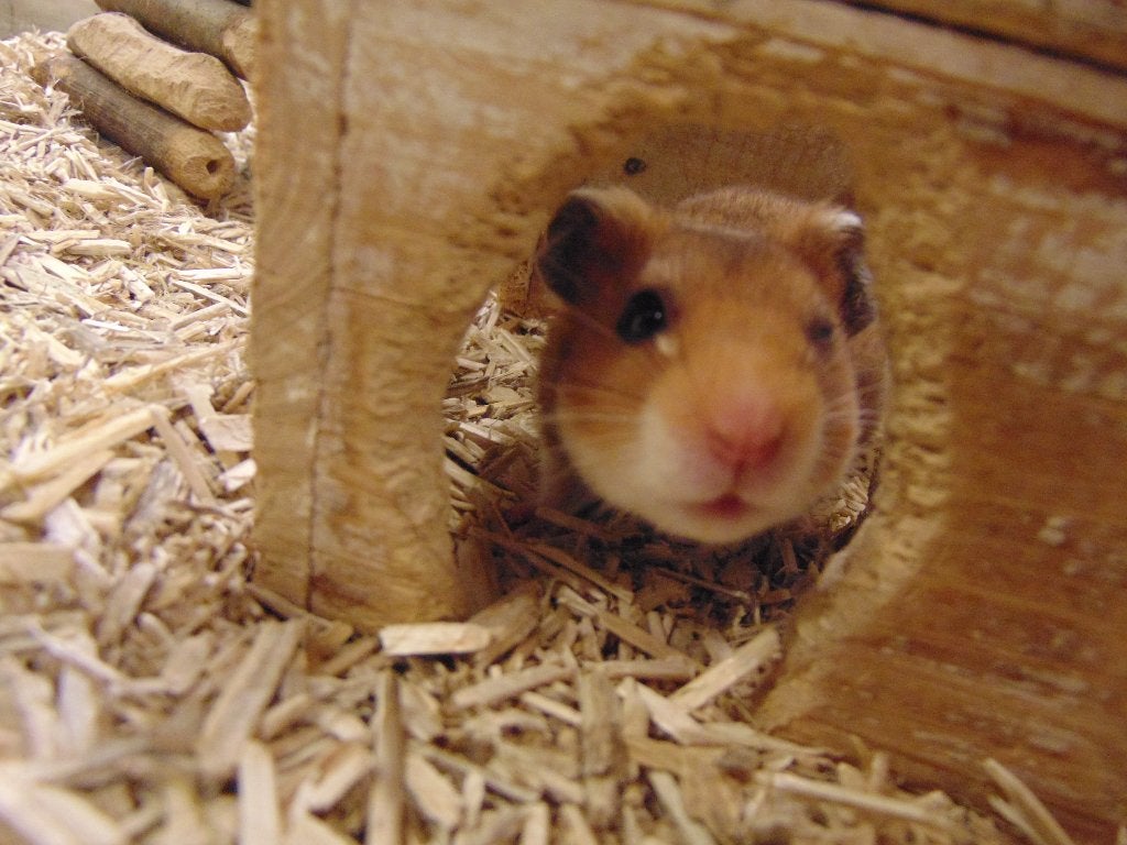 Hamsters goudhamsters in Assen., Dieren en Toebehoren, Hamster, Juli, Meerdere dieren, Tam