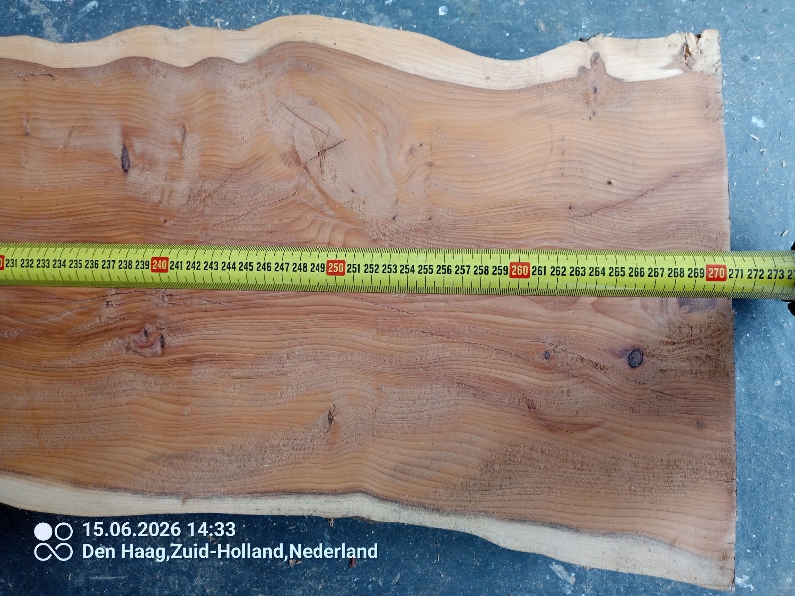 Unicum! Taxus hout voor bijzonder project, Ophalen, 25 tot 50 mm, Nieuw, 250 tot 300 cm