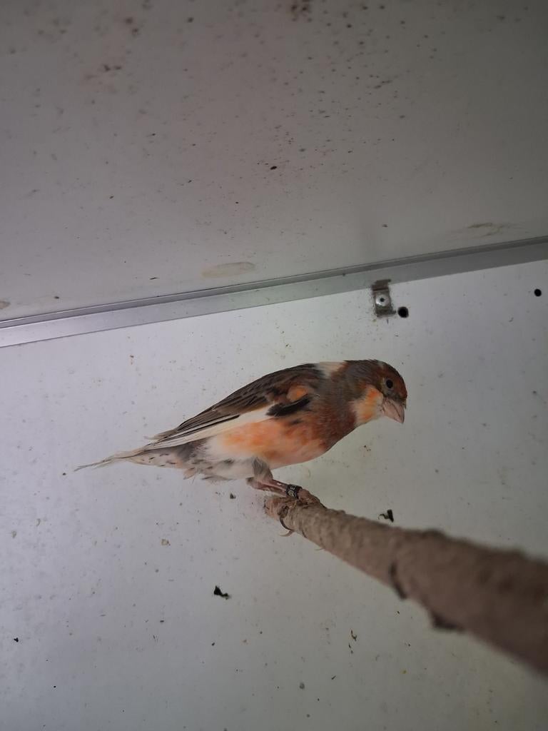 Harlekijn kanarie man, Dieren en Toebehoren, Vogels | Kanaries, Mannelijk, Kleurkanarie