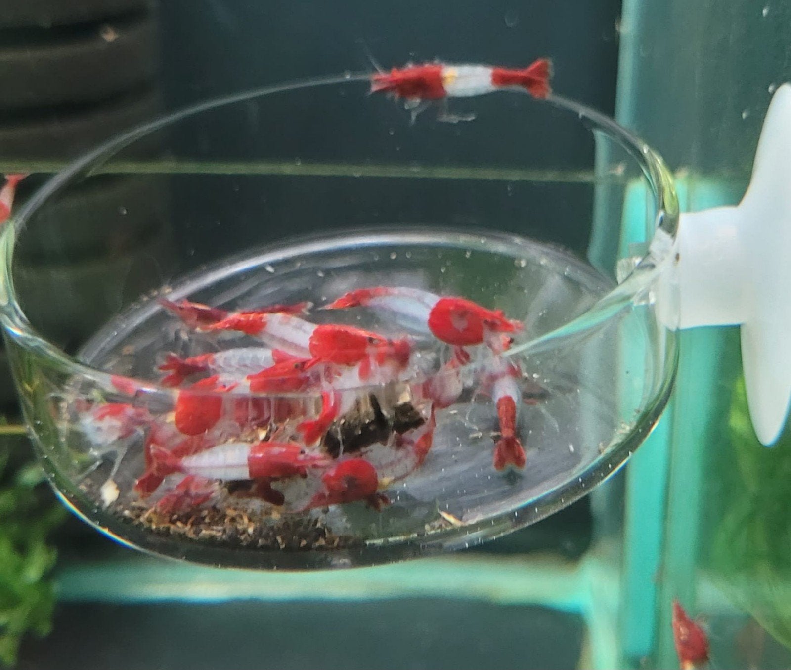 Hobbyaquarium Red rilli garnalen / rilly mooi op kleur, Kreeft, Krab of Garnaal, Zoetwatervis, Schoolvis