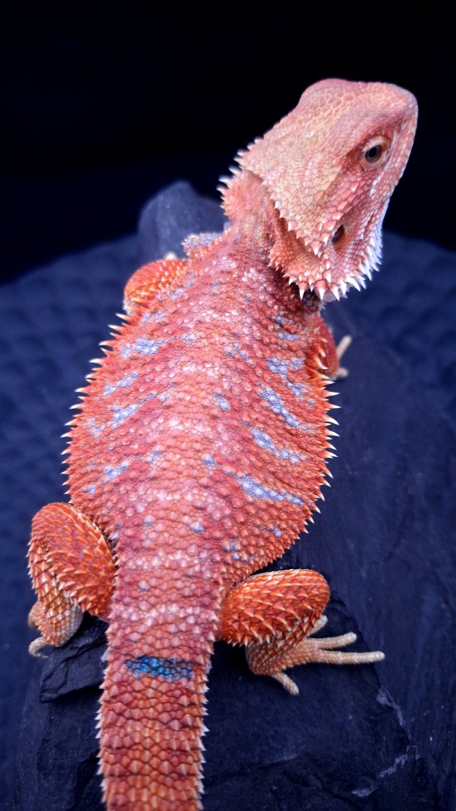 Red Hypo G-Stripe Blue Tiger Baardagaam Man Bearded Dragon photo 7
