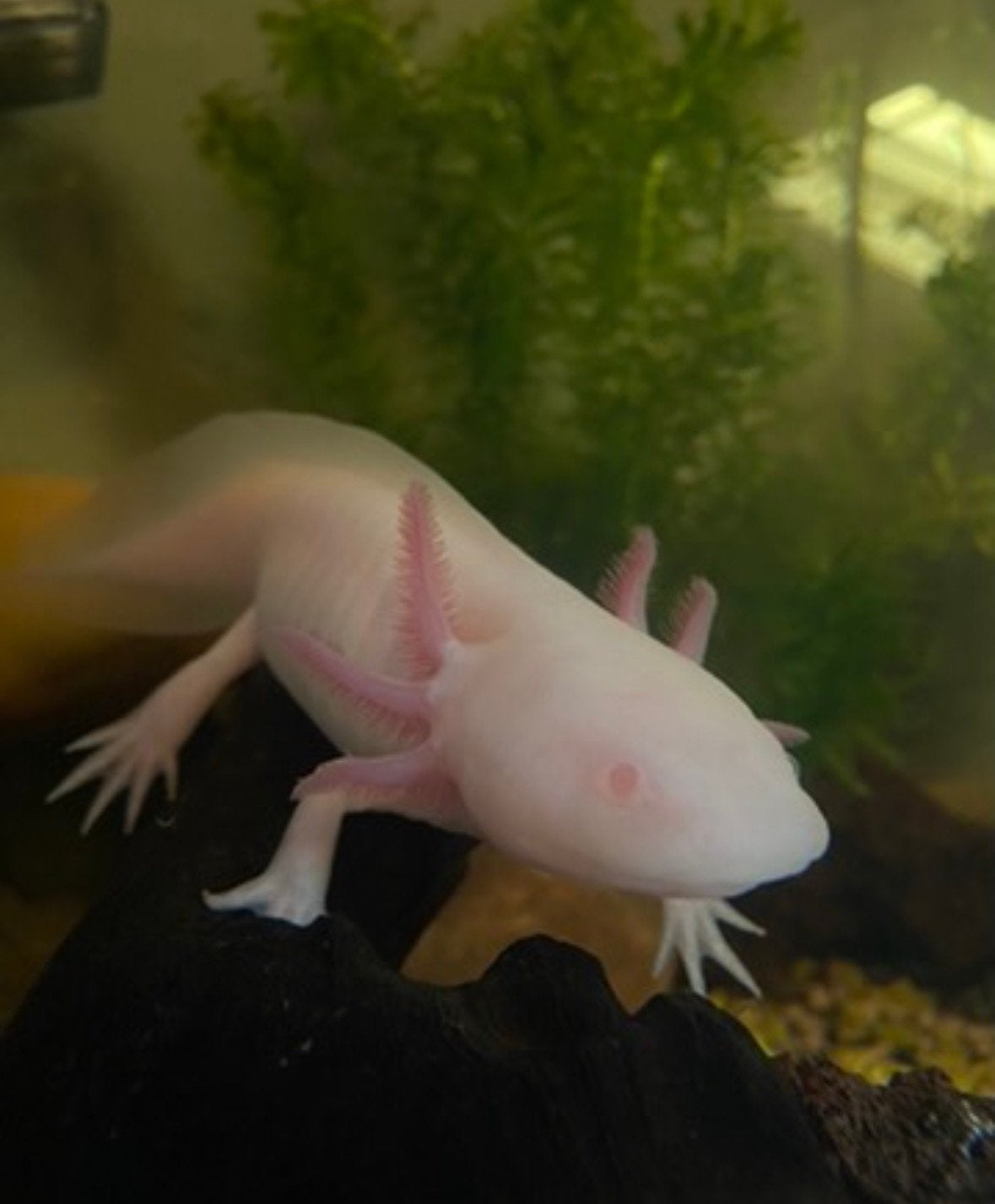 Axolotl albino 4a 5 jaar oud, Amfibie, 3 tot 6 jaar