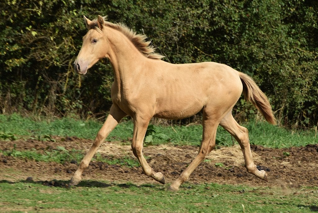 Spaans dubbel pearl hengstenveulen, Dieren en Toebehoren, Met stamboom, Niet van toepassing, Dressuurpaard, 0 tot 2 jaar