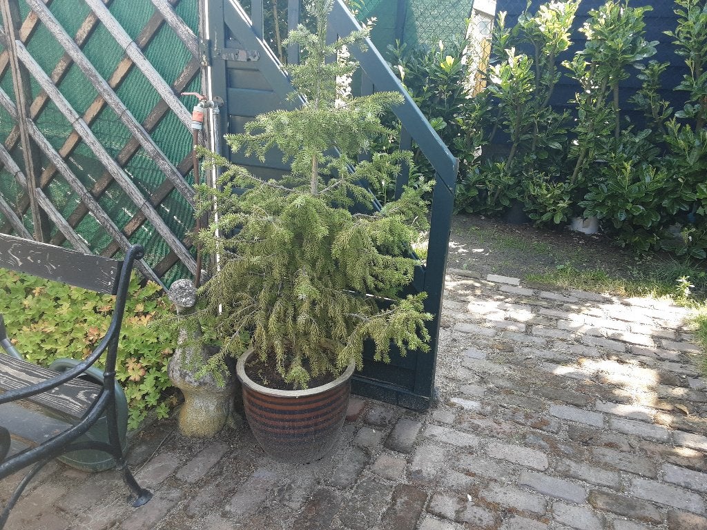 Plantpot met boompje Gratis, Ophalen, Steen, Gebruikt, Minder dan 30 cm