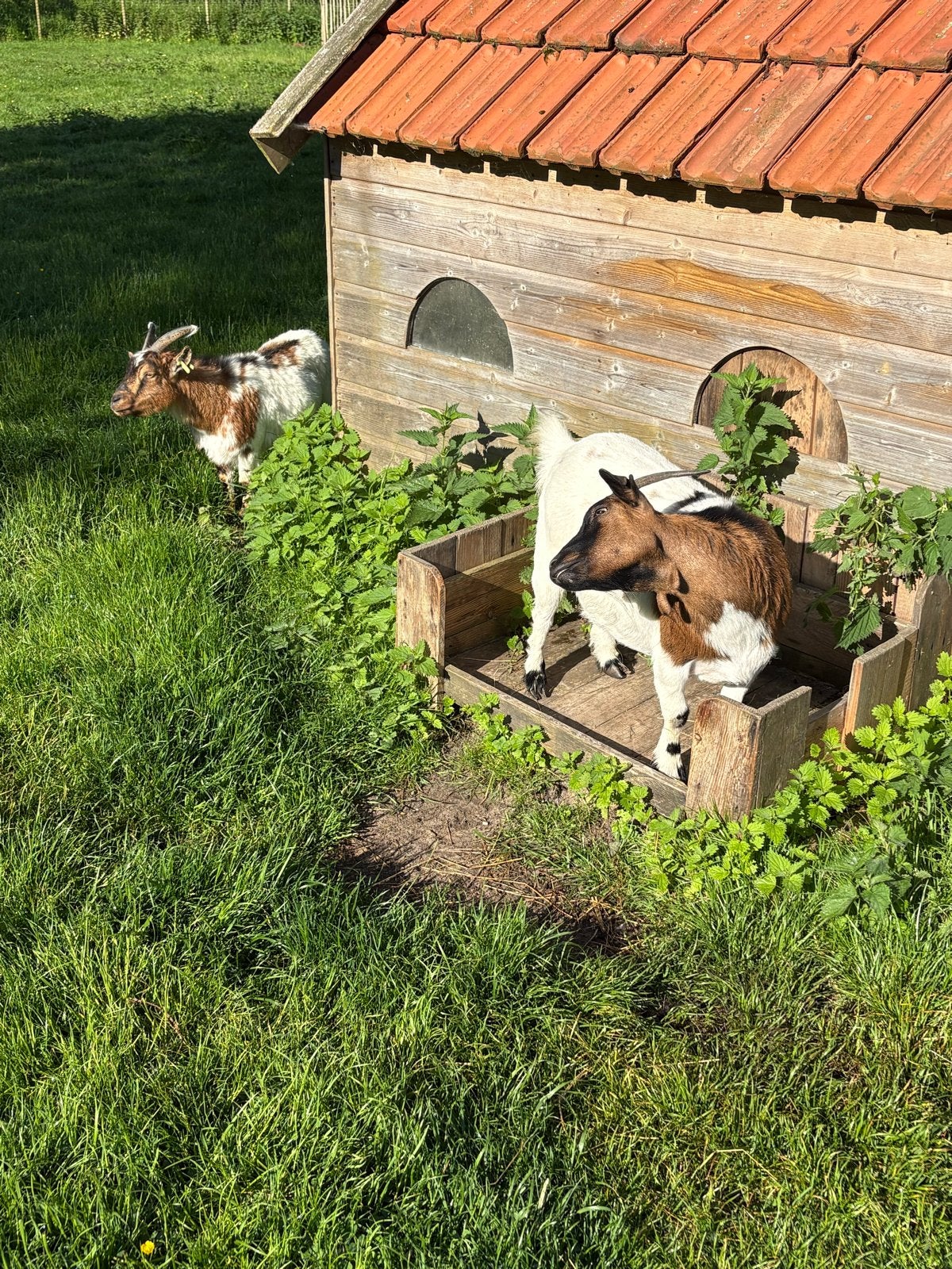 Te koop 4 geiten, Dieren en Toebehoren, Vrouwelijk, Geit