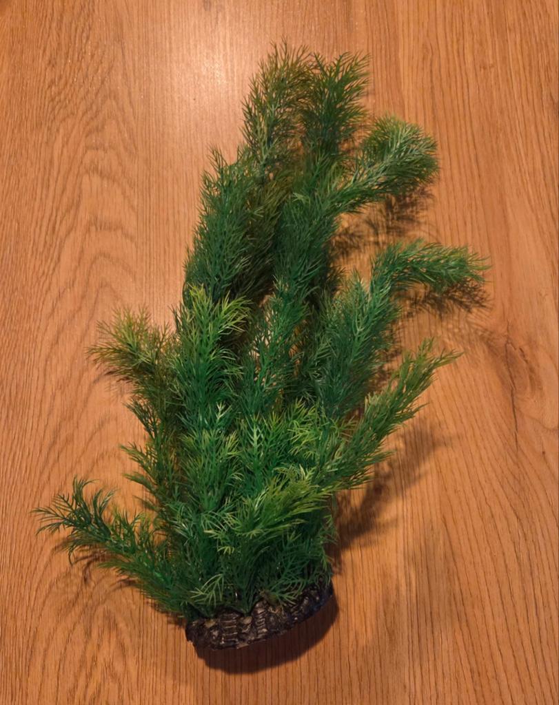 Aquarium plantje (nep), Dieren en Toebehoren, Vissen | Aquaria en Toebehoren, Ophalen, Plant(en), Steen of Hout