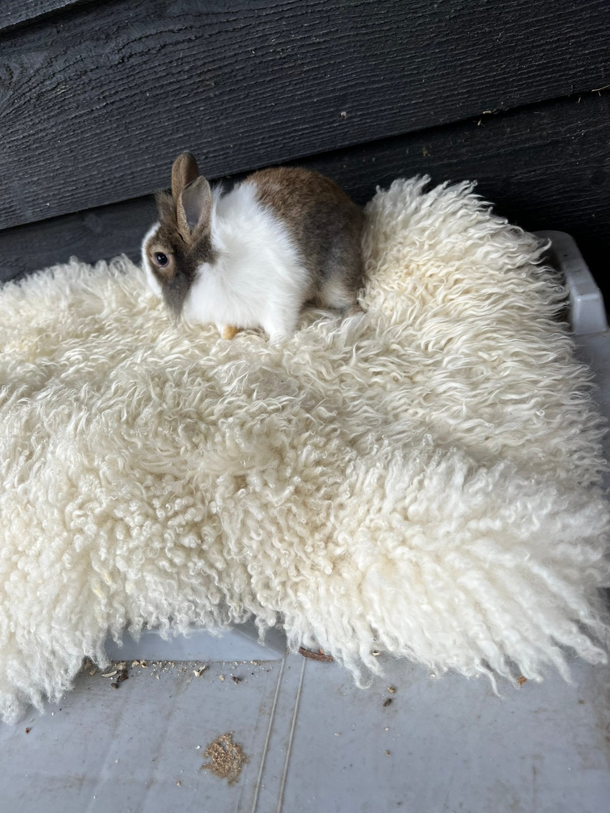 Dwerg konijntjes, Meerdere dieren, Dwerg