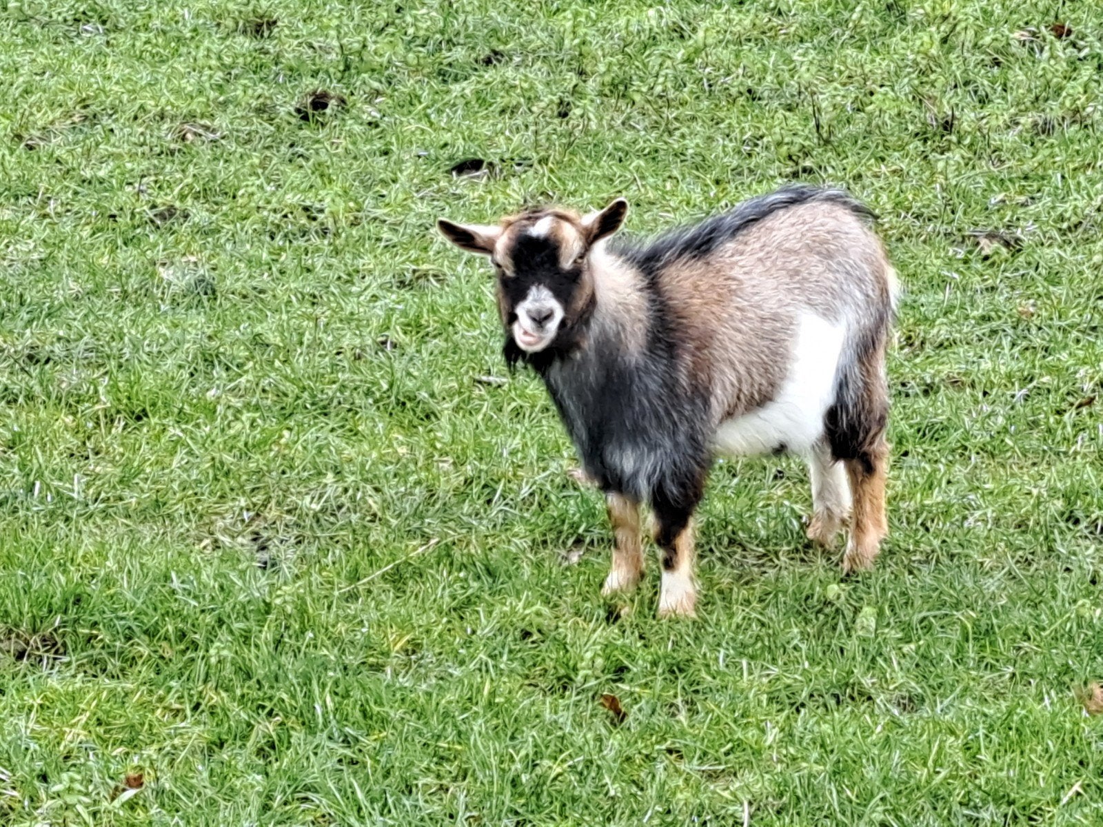 hoornloze bok, Dieren en Toebehoren, Mannelijk, Geit