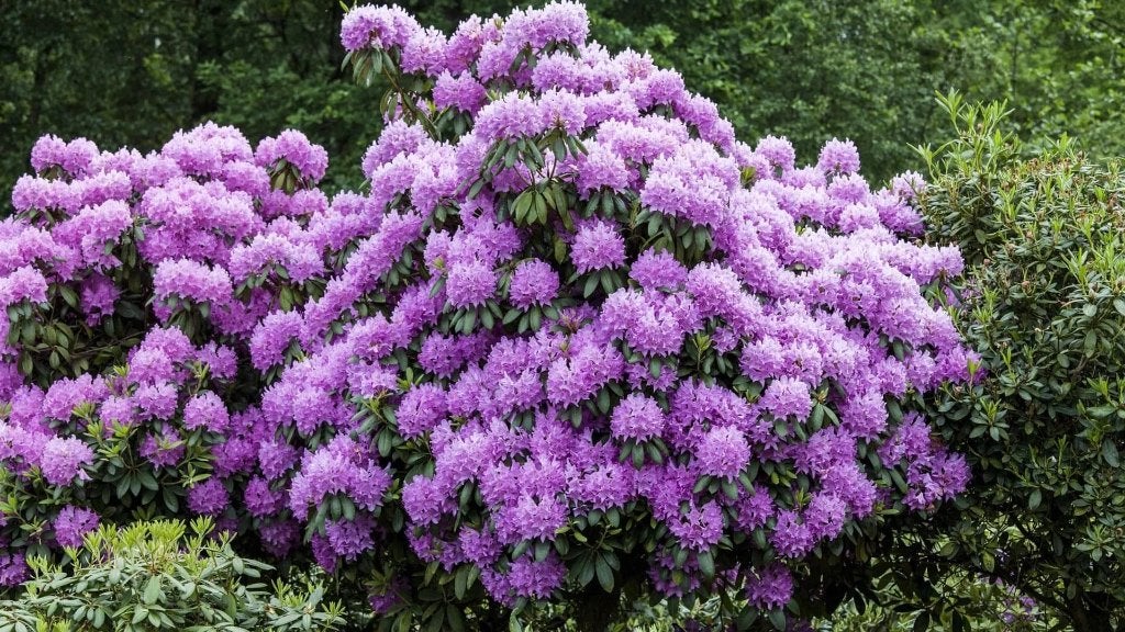 Rhododendron paars ACTIE!, Ophalen, Lente, Overige soorten, Halfschaduw