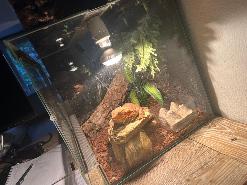 Terarium, Dieren en Toebehoren, Ophalen, Zo goed als nieuw, Terrarium of Paludarium