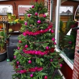 kerstboom, Ophalen, Zo goed als nieuw