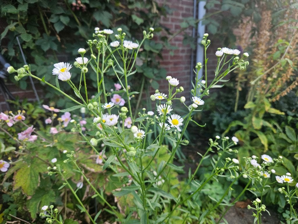 te koop fijnstraalplant, Ophalen, Overige soorten, Volle zon