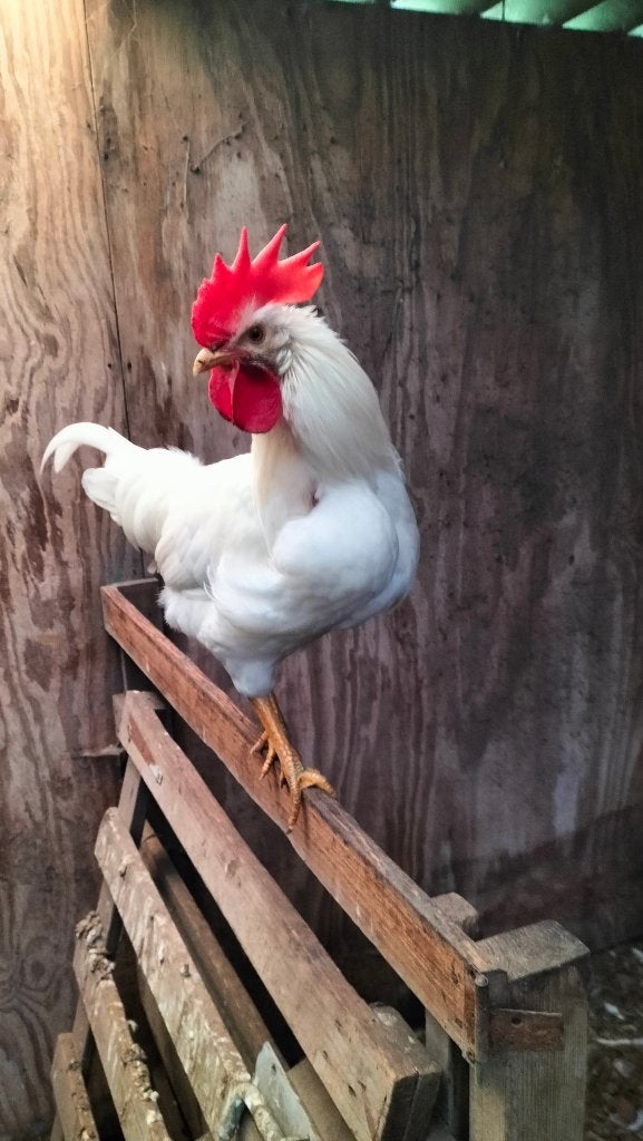 witte leghorns kippen, Dieren en Toebehoren, Mei, Meerdere dieren