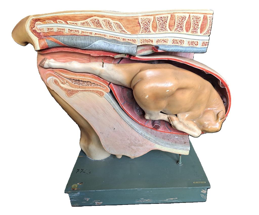 groot oud SOMSO anatomisch model koe met kalf Bekken model, Verzamelen, Ophalen, Gebruikt, Boerderijdier, Overige typen