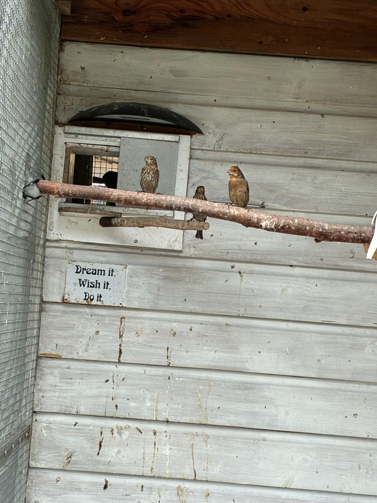 Te koop koppel rood mussen en 2 jongen, Dieren en Toebehoren, Meerdere dieren