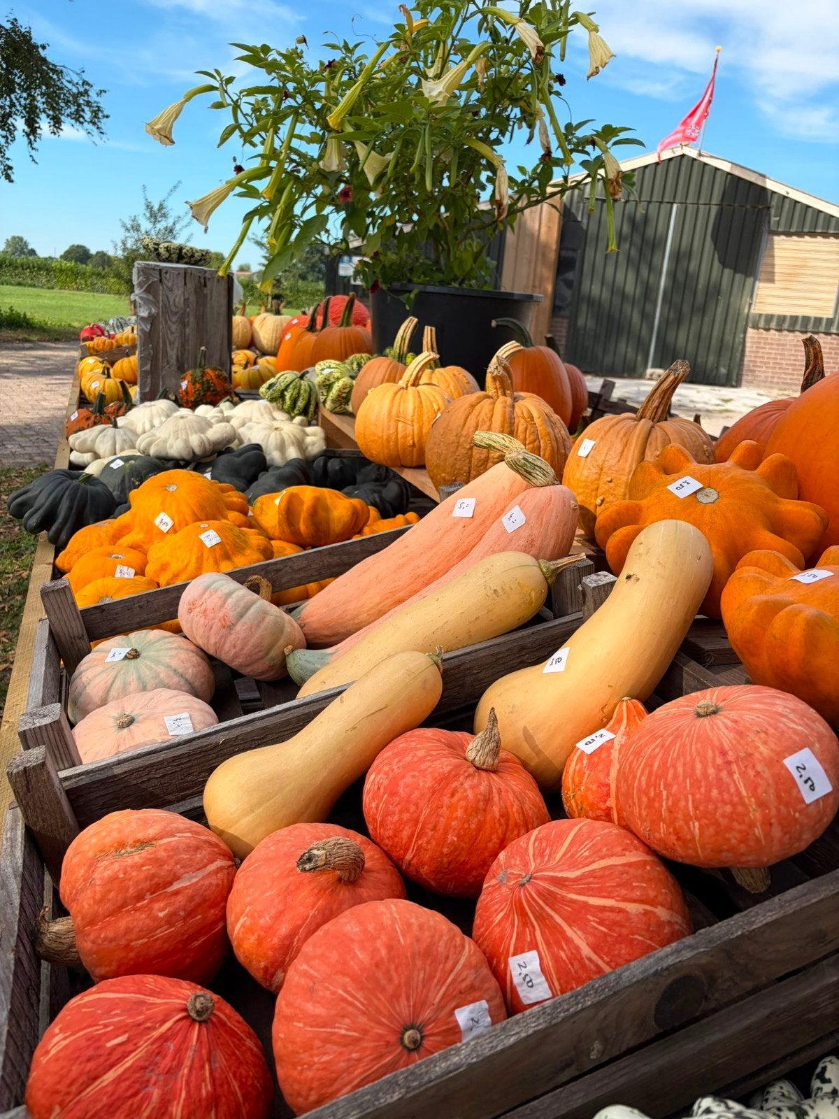Foto 3 van Groot assortiment pompoenen en kalebassen

Wij verkopen weer