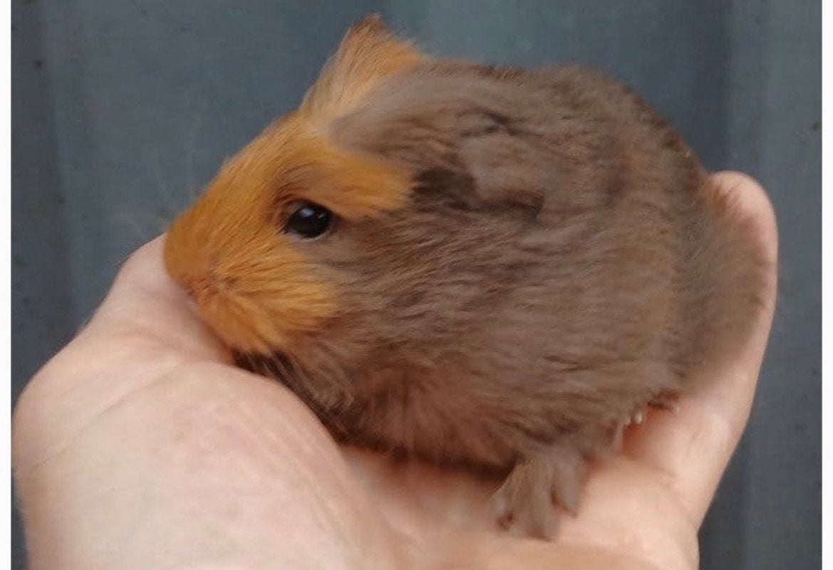 3 cavia’s (vrouwtjes) met alle toebehoren te koop, Dieren en Toebehoren, Cavia, Juli, Vrouwelijk, Tam