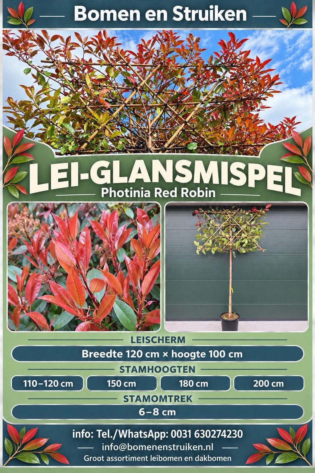 Leiboom Glansmispel Red Robin - wintergroen bladhoudend, Leiboom, 250 tot 400 cm, Zomer, Ophalen