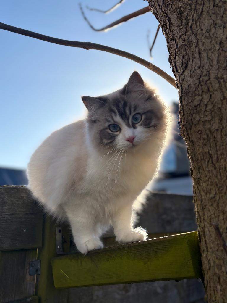 2 lieve Ragdolls (15 maanden, stamboom) + complete uitzet, Meerdere dieren, Met stamboom, 0 tot 2 jaar
