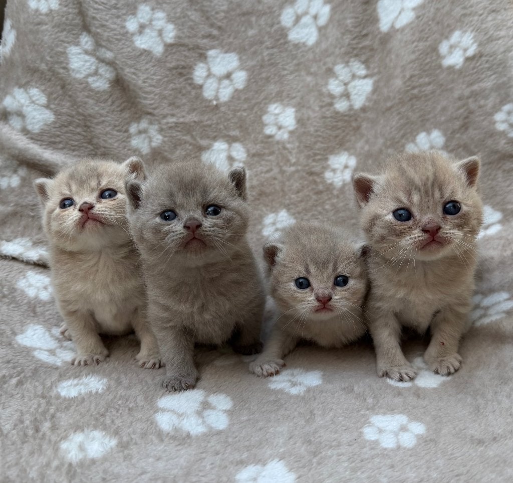 Britse Korthaar Kittens BKH Lilac Fawn uit Duitslang grens, Meerdere dieren, Ontwormd, 0 tot 2 jaar