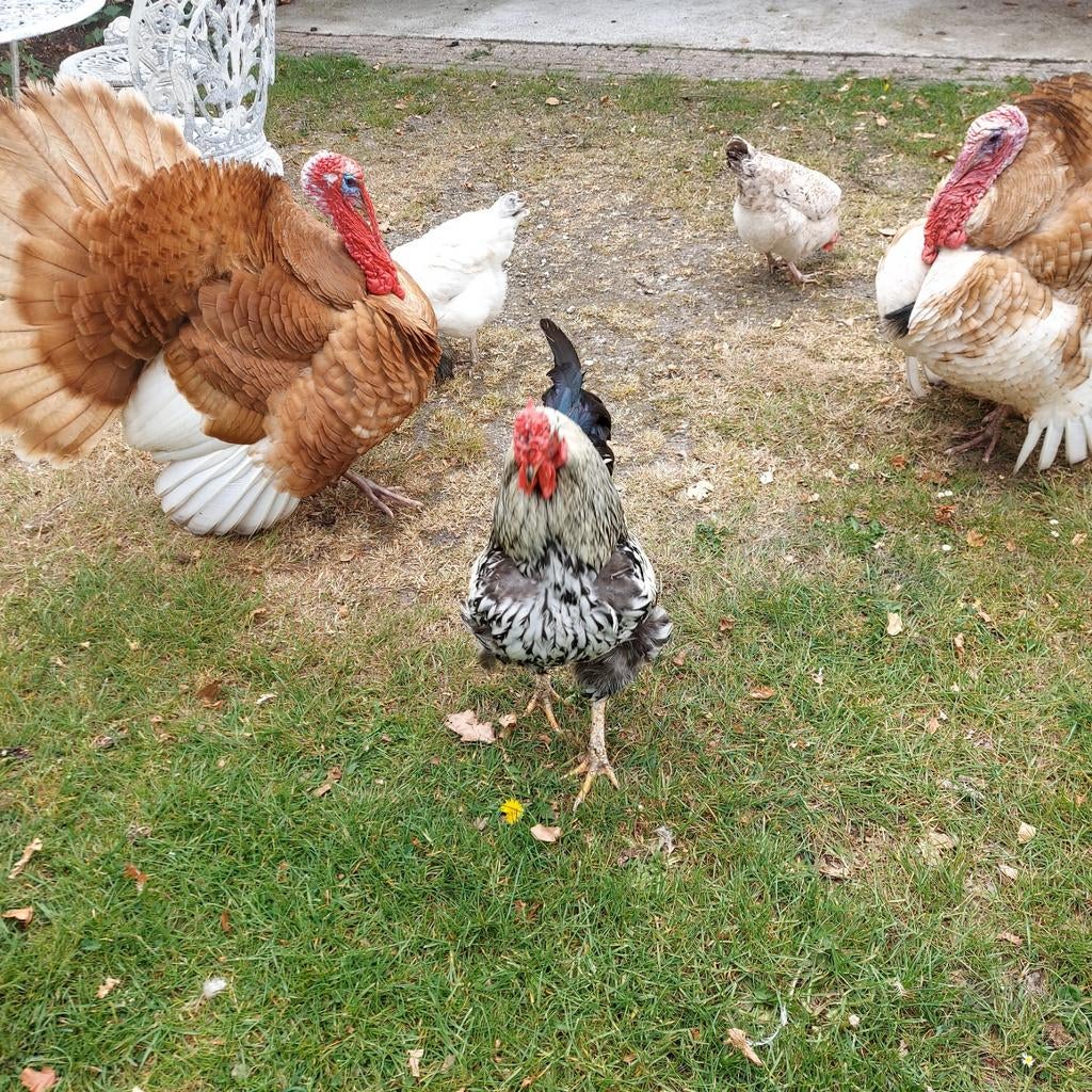 Twee hanen, gratis af te halen. Wegens te veel., Dieren en Toebehoren, Pluimvee, Mannelijk, Kip