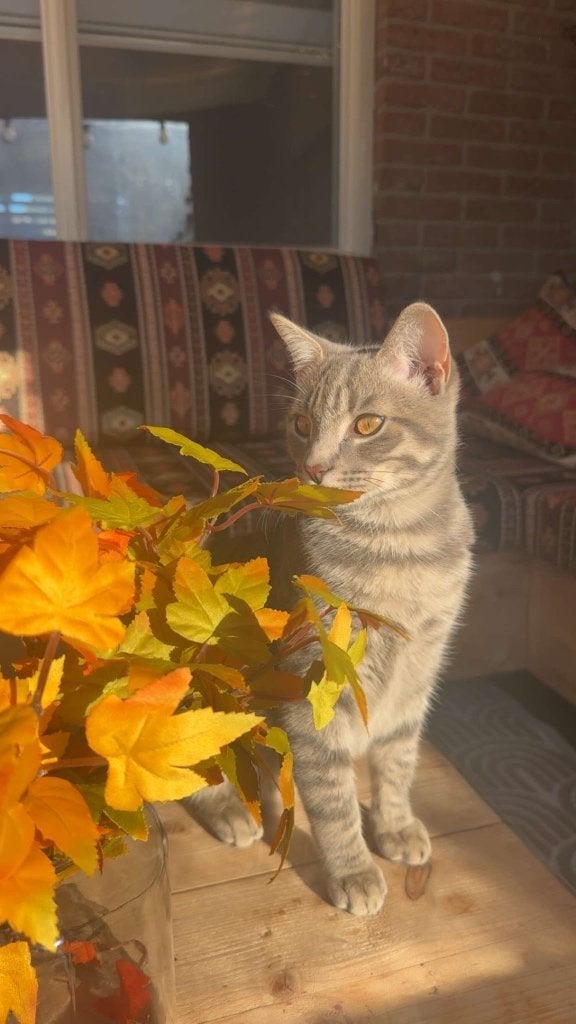Kitten, Kater, Kortharig, 0 tot 2 jaar