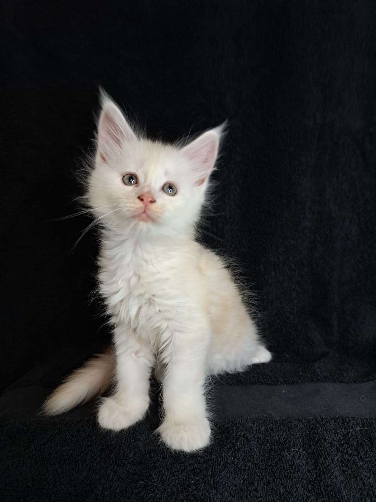 Maine coon kittens met stamboom en volledig geteste ouders, Poes, Met stamboom, 0 tot 2 jaar