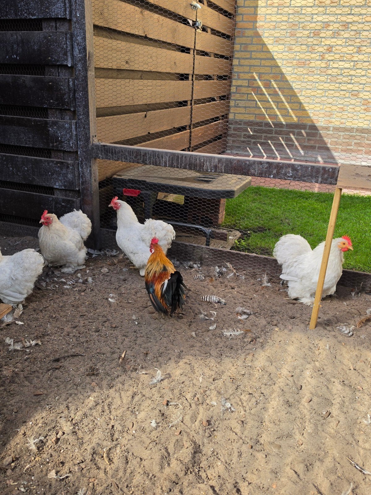 kriel kippen, Meerdere dieren, Kip