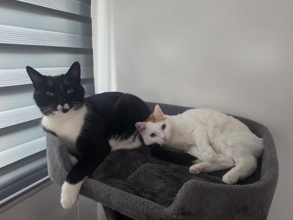 Cat, Dieren en Toebehoren, Katten en Kittens | Overige Katten, Poes