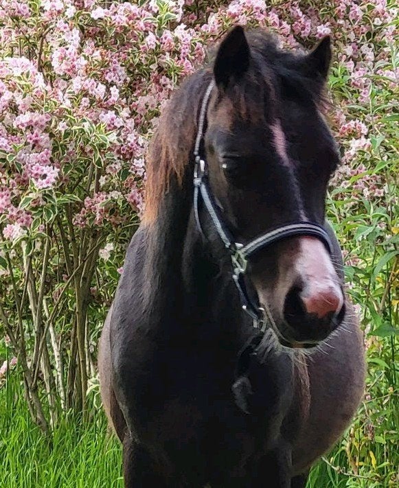 Jaarling Welsh A hengstje te koop, Dieren en Toebehoren, Hengst, B pony (1.17m tot 1.27m), Met stamboom, 0 tot 2 jaar