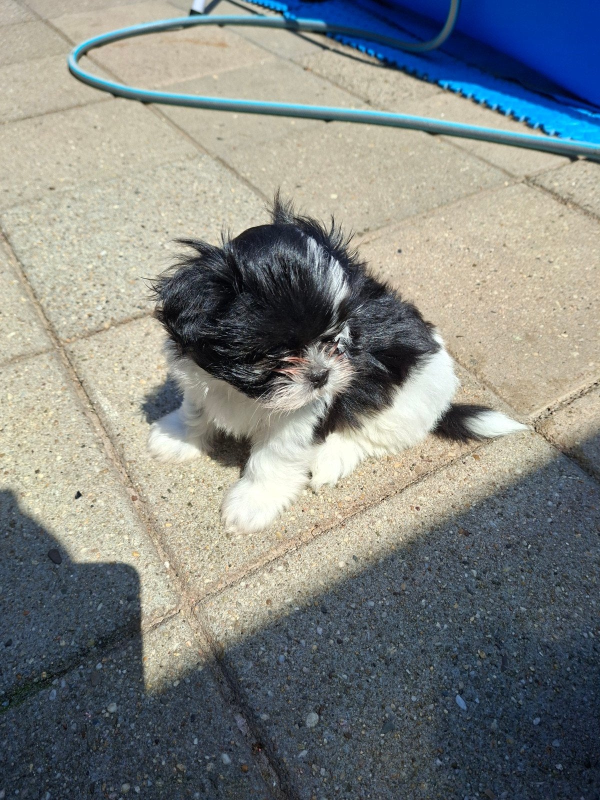 Shih tzu pups nog 2 reutjes zwart/wit  beschikbaar, Dieren en Toebehoren, Overige rassen, 8 tot 15 weken, Meerdere, Meerdere dieren