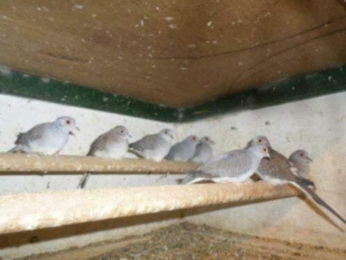te koop mooie diamant duiven, Meerdere dieren