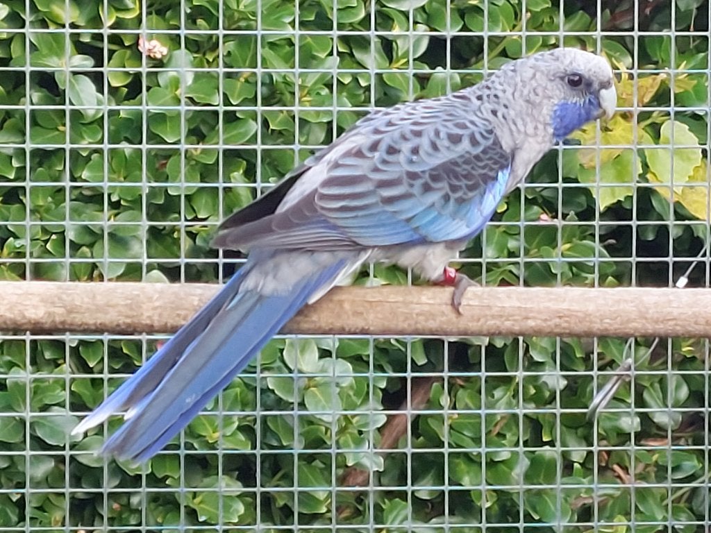 GEVRAAGD:  Blauwe Pennant, Dieren en Toebehoren, Meerdere dieren, Parkiet, Geringd