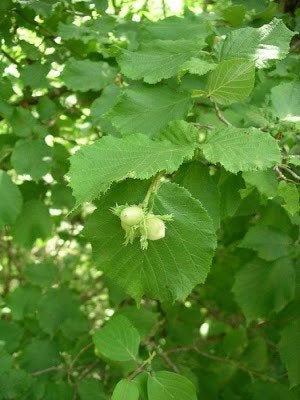 Corylus avellana, Hazelaar, inheems, Paardvriendelijk, Tuin en Terras, Ophalen of Verzenden, Overige soorten, Struik, Minder dan 100 cm