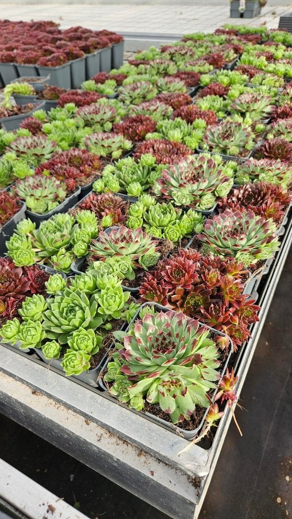 Sempervivum - rotsplant - huislook - mix van kleuren, Bodembedekkers, Volle zon, Vaste plant, Ophalen of Verzenden