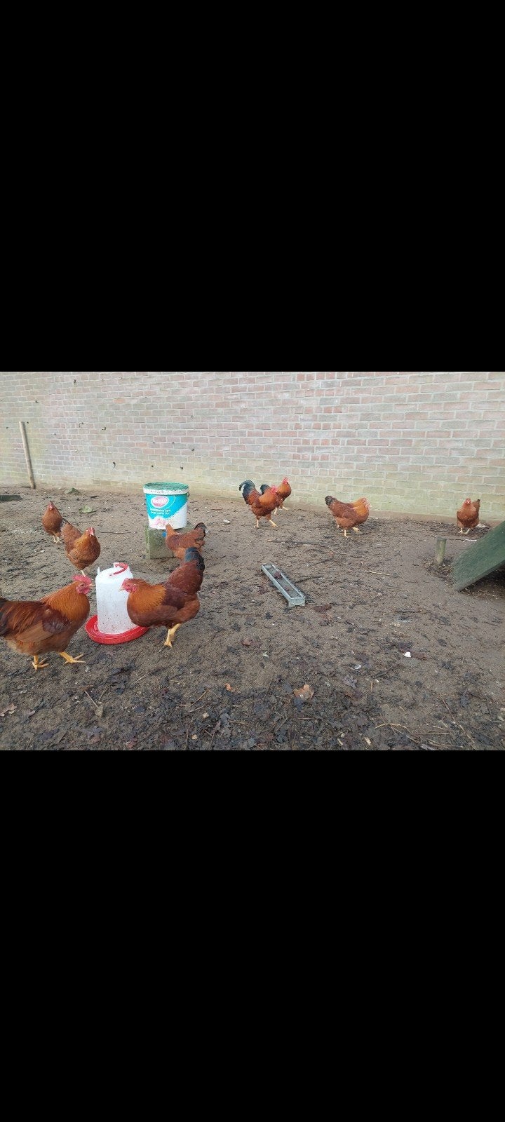 Broedeieren van de New-Hampshire kriel, Dieren en Toebehoren, Pluimvee, Geslacht onbekend, Kip