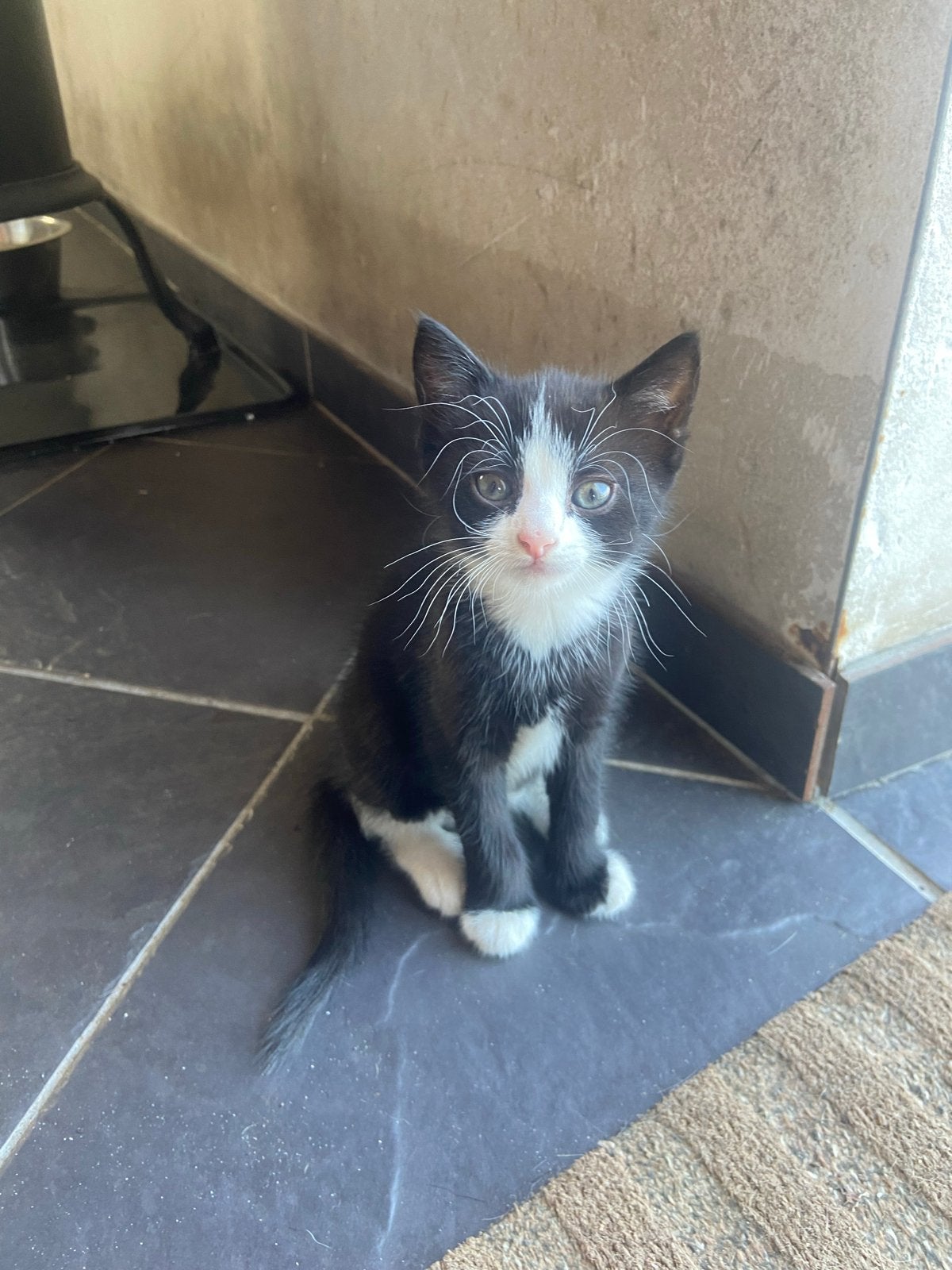 Zwart-witte boerderij kitten, Dieren en Toebehoren, Katten en Kittens | Overige Katten, Poes