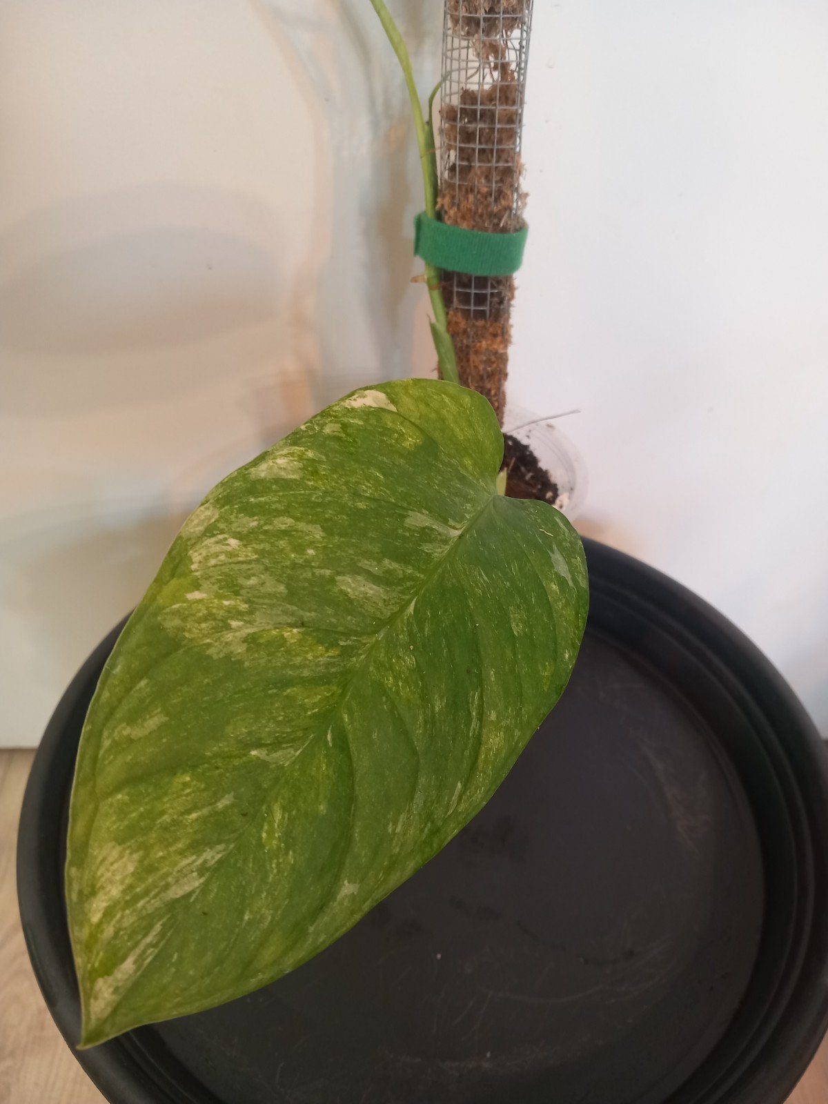 Monstera Mayuna variegata., Ophalen of Verzenden, Halfschaduw, 150 tot 200 cm
