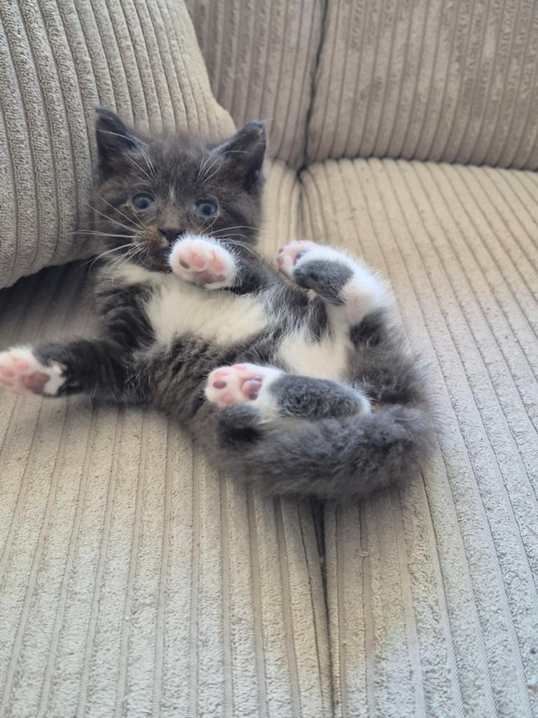 Maine Coon kruising, Dieren en Toebehoren, Katten en Kittens | Overige Katten, Poes, Langharig, 0 tot 2 jaar