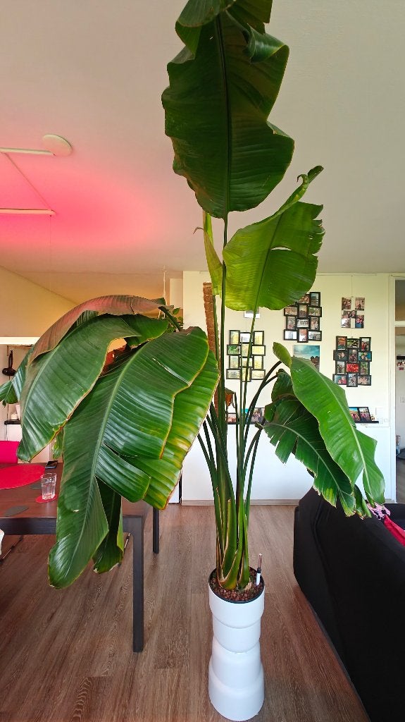 Extra Large Strelitzia Nicolai (2.10m) / Bird of Paradise, Huis en Inrichting, Ophalen, 200 cm of meer, Overige soorten, Halfschaduw
